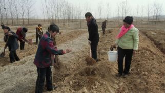 春風(fēng)春雨春耕忙――中景農(nóng)發(fā)公司徐山項目園區(qū)各項工作有序開展