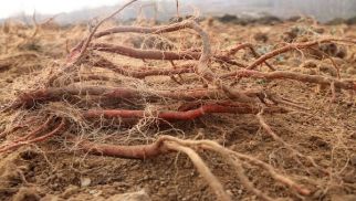 中景農(nóng)科公司千畝丹參喜獲豐收