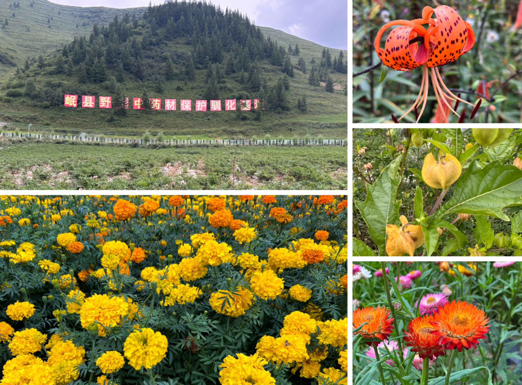 1724753535665341.jpg 1724753535665341.jpg